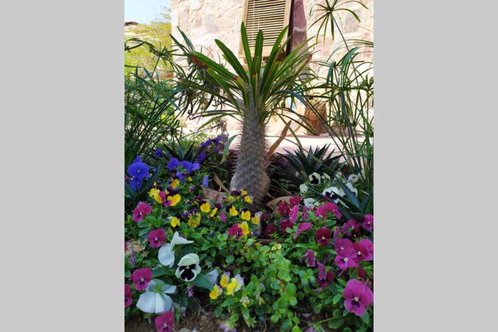 Eilat Stone - Patio אבן אילת - פטיו Apartment Luaran gambar