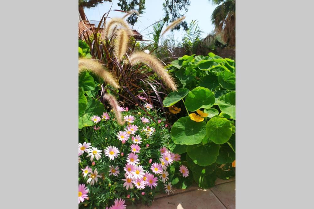Eilat Stone - Patio אבן אילת - פטיו Apartment Luaran gambar
